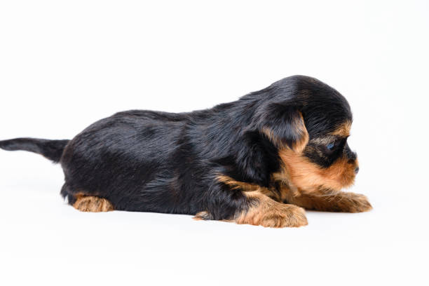 Bilderna är från istockphoto