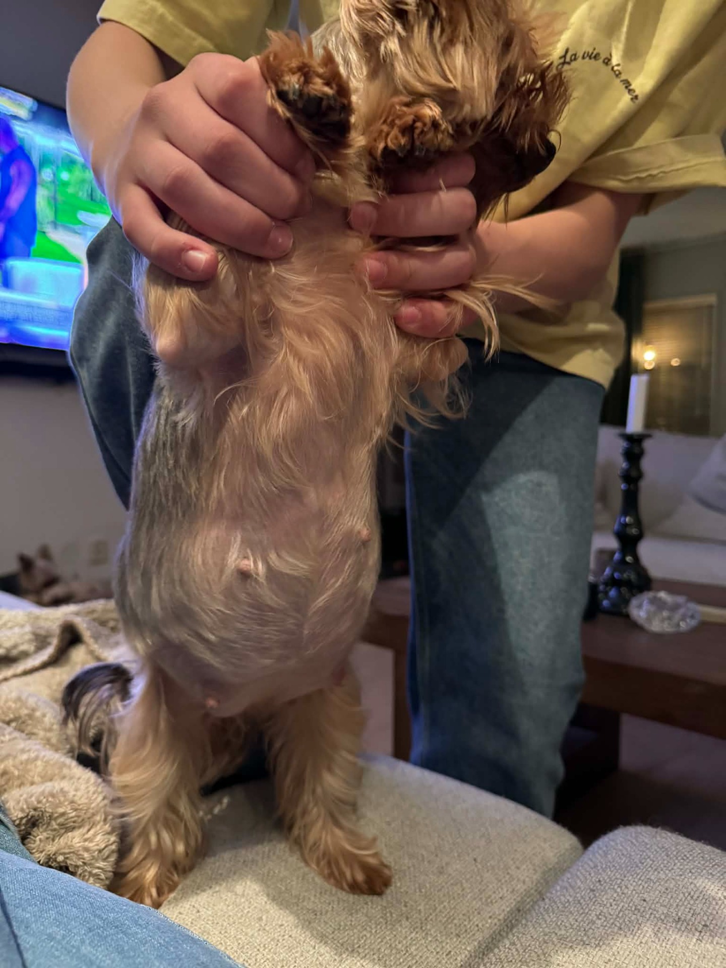 Polly strax innan valpning