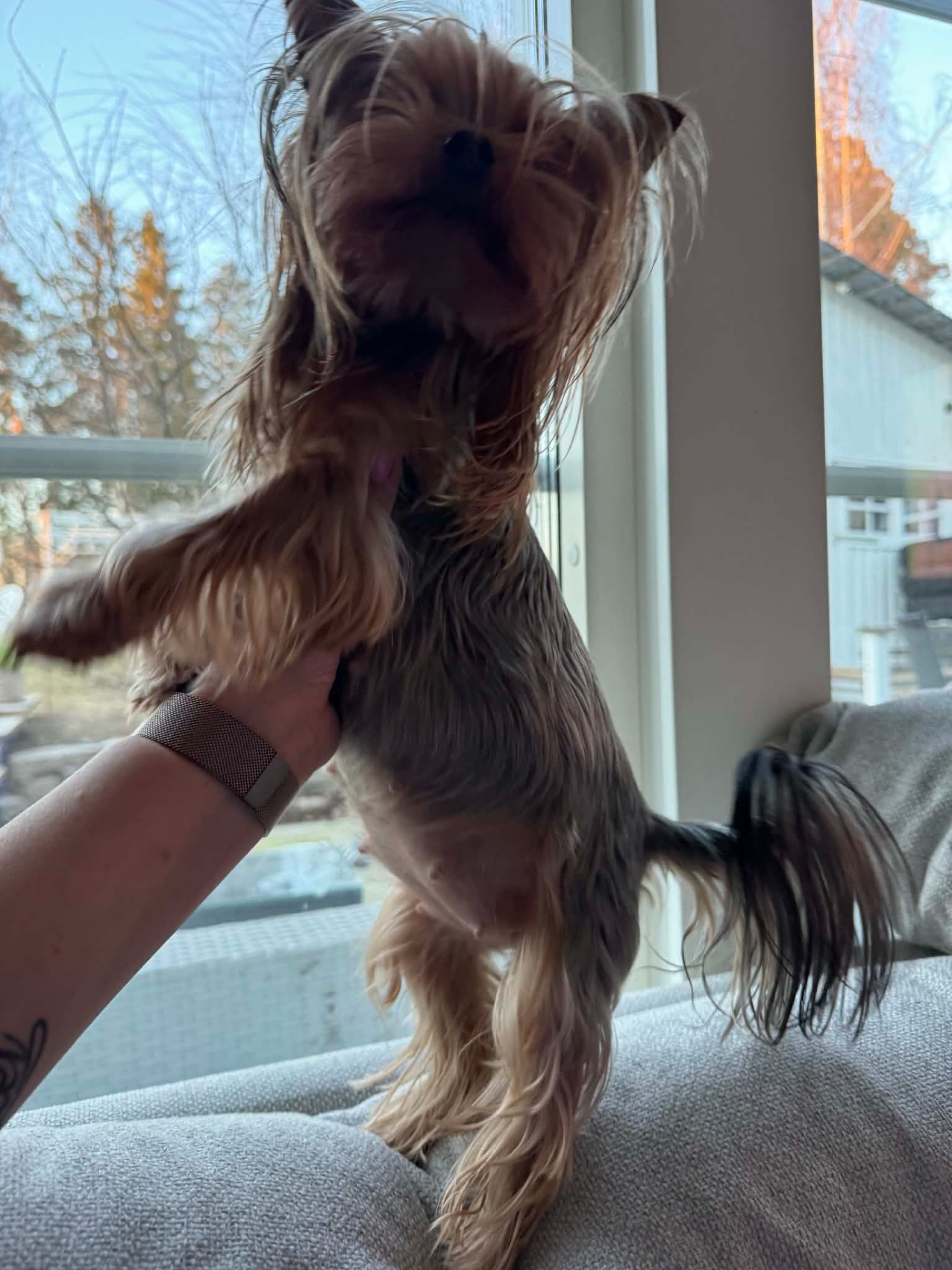 Maia strax innan valpning