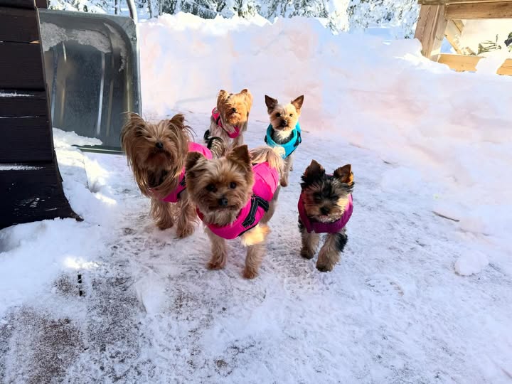 Gänget på fjällsemester