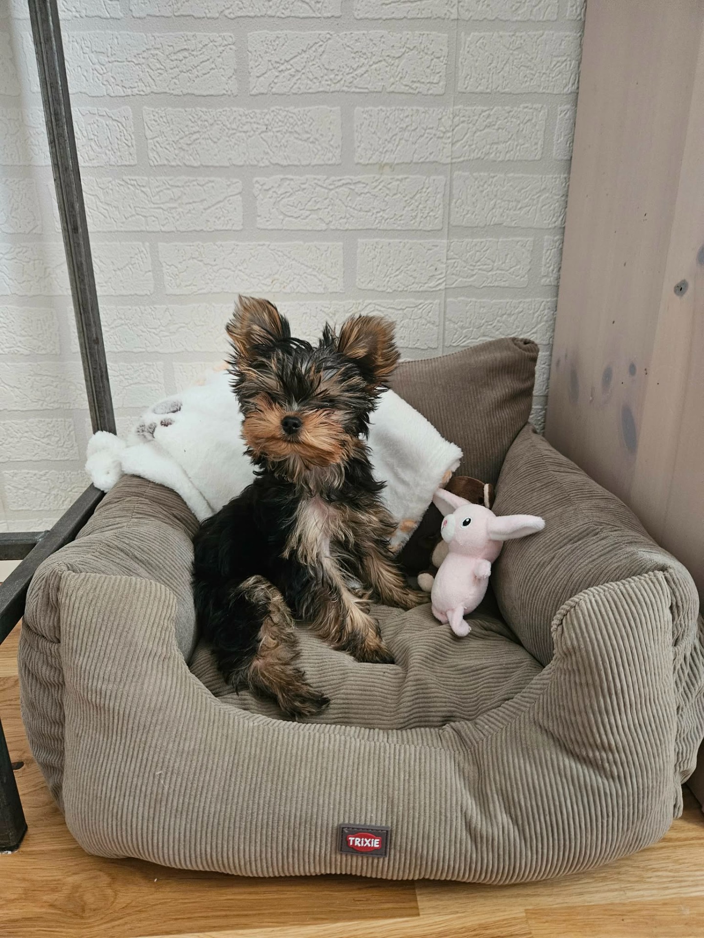 Trixi bilstol